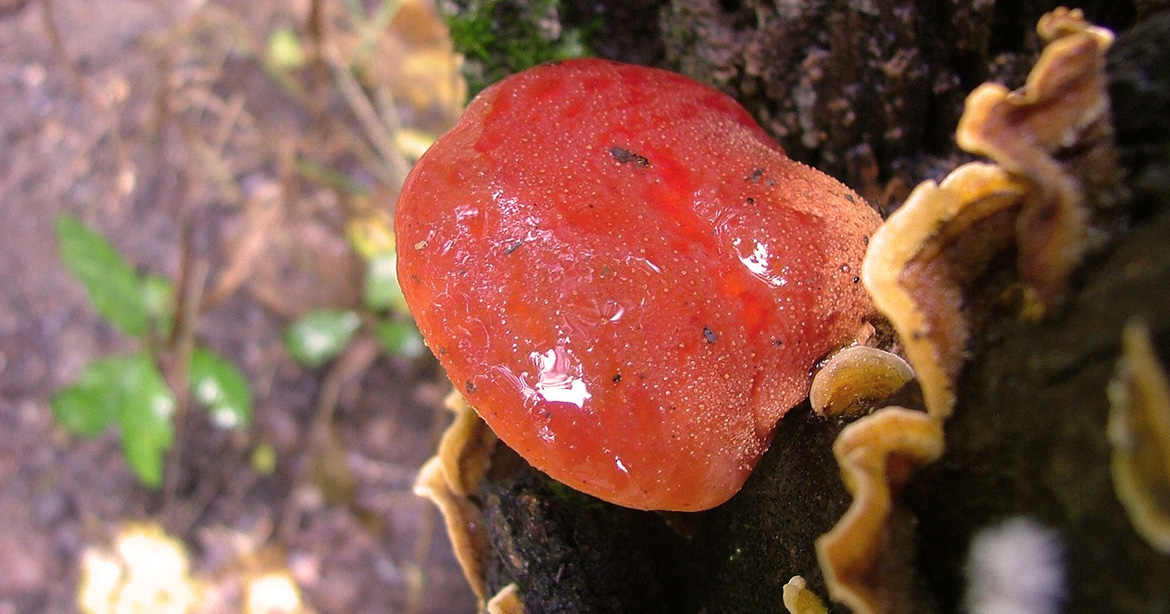 Reishi / Ling Zhi – Pilz der Unsterblichkeit